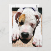 American Bulldog Postkarte (Vorne/Hinten)