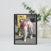 American Bulldog Postkarte (Stehend Vorderseite)