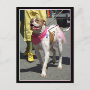 American Bulldog Postkarte