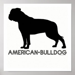 American Bulldog Print Poster