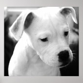 American Bulldog Pups Poster (Vorne)