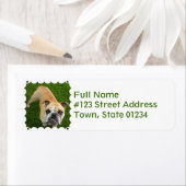 American Bulldog Rücksendeadresse (Insitu)