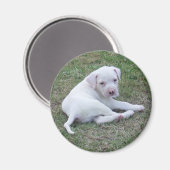 American Bulldog Welpe Magnet (Vorderseite/Rückseite)
