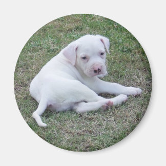 American Bulldog Welpe Magnet
