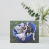 American Bulldog Welpen Postkarte (Stehend Vorderseite)