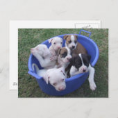American Bulldog Welpen Postkarte (Vorne/Hinten)