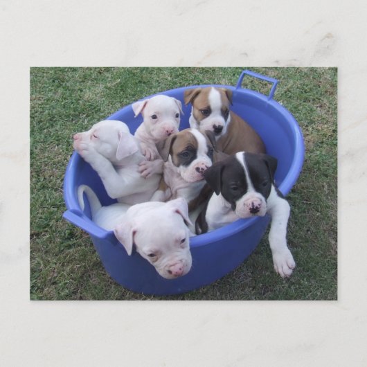 American Bulldog Welpen Postkarte (Vorderseite)