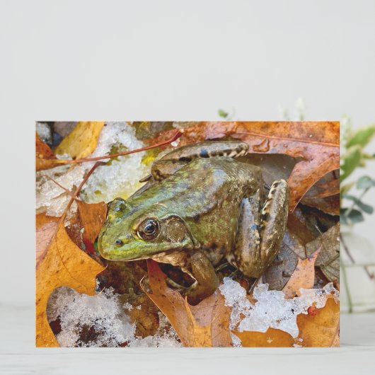 American Bullfrog in Herbstmagnet (Stehend Vorderseite)