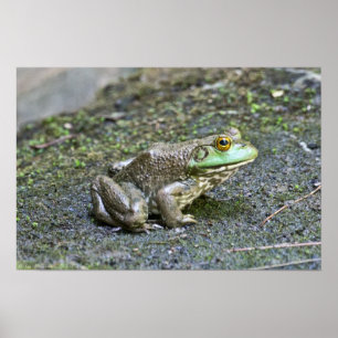 American Bullfrog in Pond Poster
