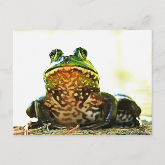 American Bullfrog Posing Postcard Postkarte (Vorderseite)