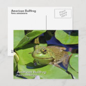 American Bullfrog Postcard Postkarte (Vorne/Hinten)