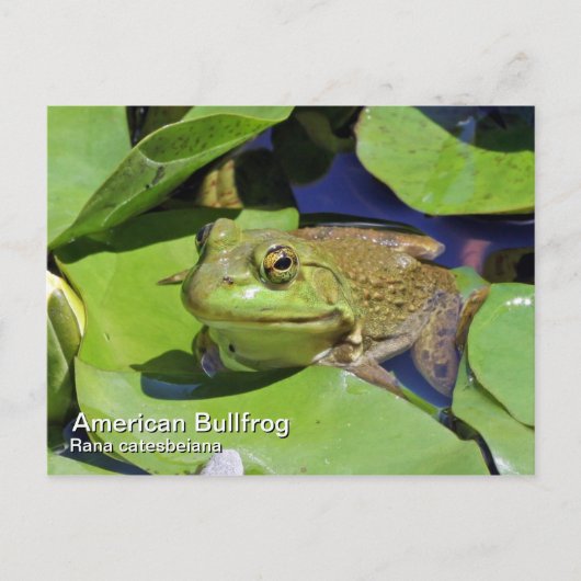American Bullfrog Postcard Postkarte (Vorderseite)