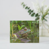 American Bullfrog Postkarte (Stehend Vorderseite)