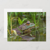 American Bullfrog Postkarte (Vorne/Hinten)