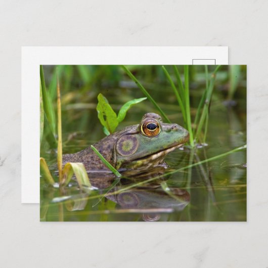 American Bullfrog Postkarte (Vorne/Hinten)