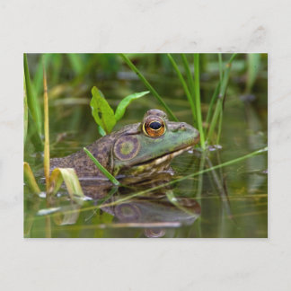 American Bullfrog Postkarte