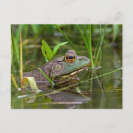 American Bullfrog Postkarte