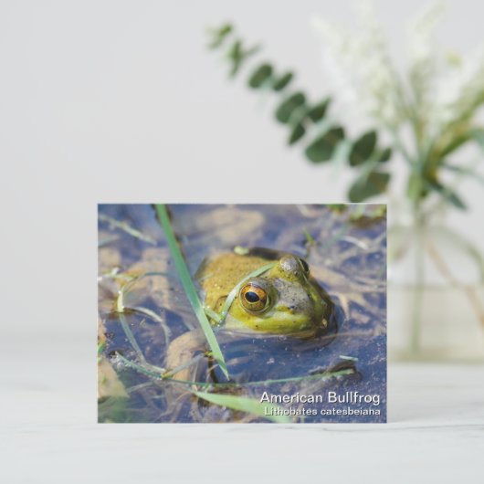 American Bullfrog Postkarte (Stehend Vorderseite)