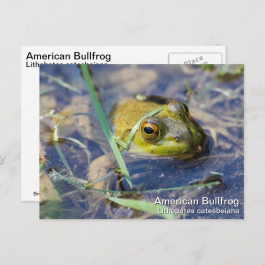 American Bullfrog Postkarte (Vorne/Hinten)