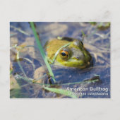 American Bullfrog Postkarte (Vorderseite)