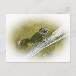 American Bullfrog - Rana catesbeiana Postkarte