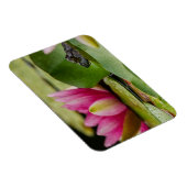 American Bullfrog Under Water Lilies Magnet (Rechte Seite)
