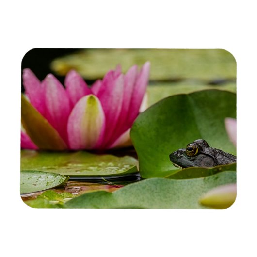 American Bullfrog Under Water Lilies Magnet (Horizontal)
