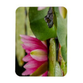 American Bullfrog Under Water Lilies Magnet (Vertikal)