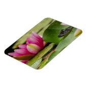 American Bullfrog Under Water Lilies Magnet (Linke Seite)