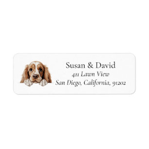 American Cocker Spaniel Dog