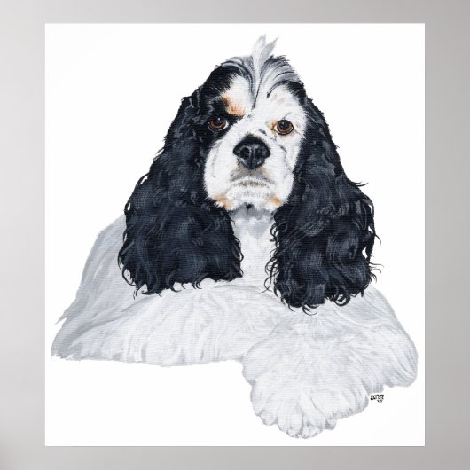 American Cocker Spaniel Poster (Vorne)