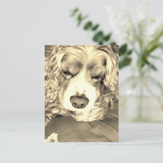 American Cocker Spaniel Postkarte (Stehend Vorderseite)