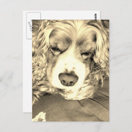 American Cocker Spaniel Postkarte (Vorne/Hinten)