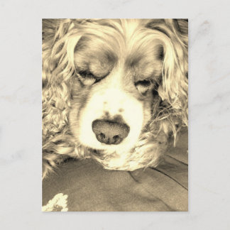 American Cocker Spaniel Postkarte
