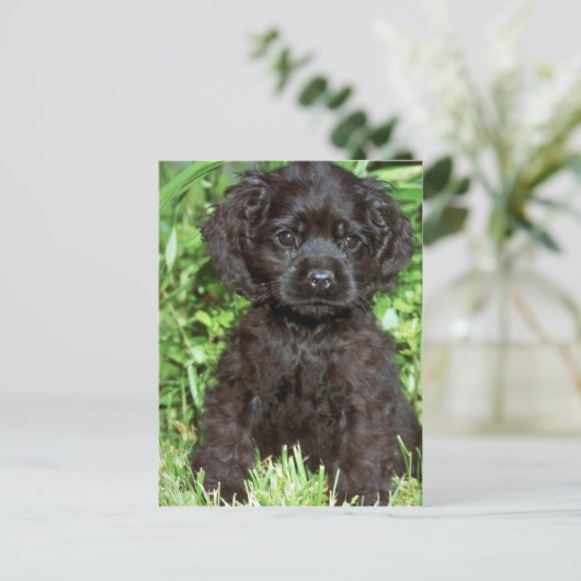 American Cocker Spaniel Postkarte (Stehend Vorderseite)
