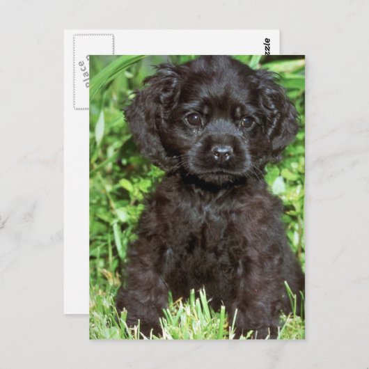 American Cocker Spaniel Postkarte (Vorne/Hinten)