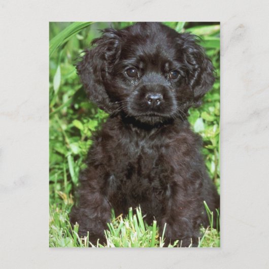 American Cocker Spaniel Postkarte (Vorderseite)