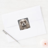 American Cocker Spaniel Quadratischer Aufkleber (Umschlag)