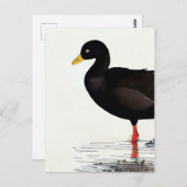 American Coot - Bird - Nature Art Card Postkarte (Vorne/Hinten)