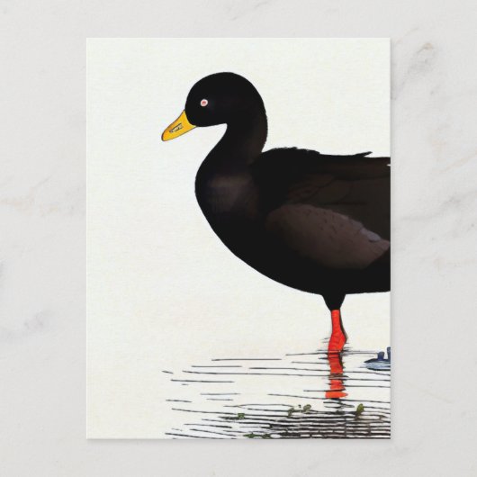 American Coot - Bird - Nature Art Card Postkarte (Vorderseite)