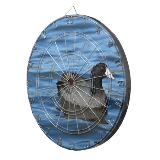 American Coot Dartscheibe (Vorderseite rechts)