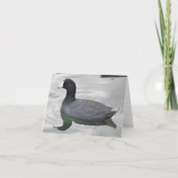American Coot Foto Faltschachtel