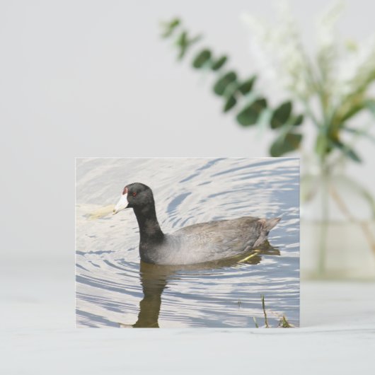 American Coot Foto Postcard Postkarte (Stehend Vorderseite)