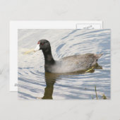 American Coot Foto Postcard Postkarte (Vorne/Hinten)
