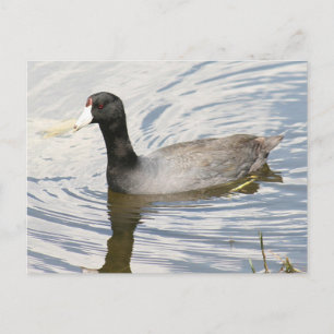 American Coot Foto Postcard Postkarte