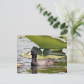 American Coot Foto Postcard Postkarte (Stehend Vorderseite)