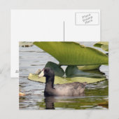 American Coot Foto Postcard Postkarte (Vorne/Hinten)