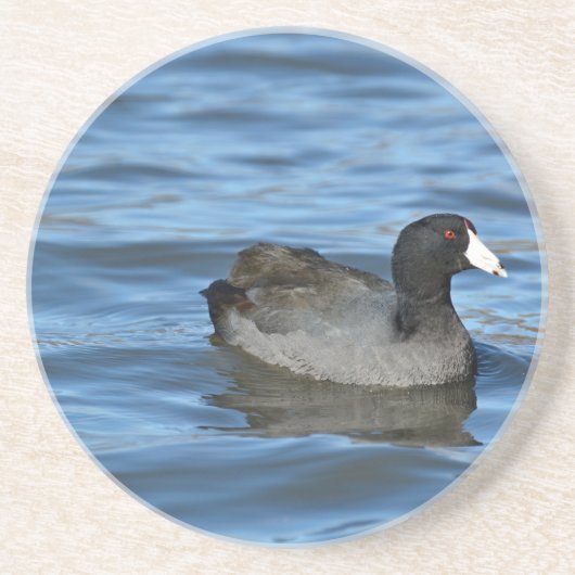 American Coot Getränkeuntersetzer (Vorne)