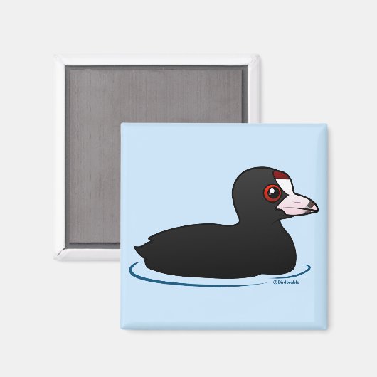 American Coot Magnet (Vorderseite/Rückseite)