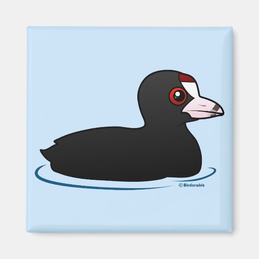 American Coot Magnet (Vorne)